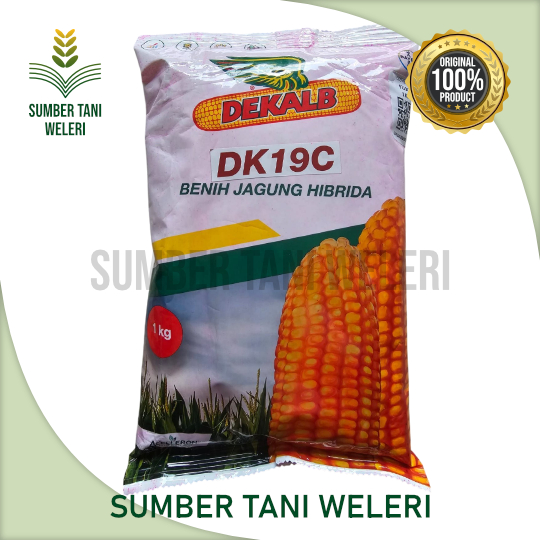 BENIH JAGUNG DEKALB DK19C - BENIH JAGUNG HIBRIDA - 1 KG - BAYER INDONESIA