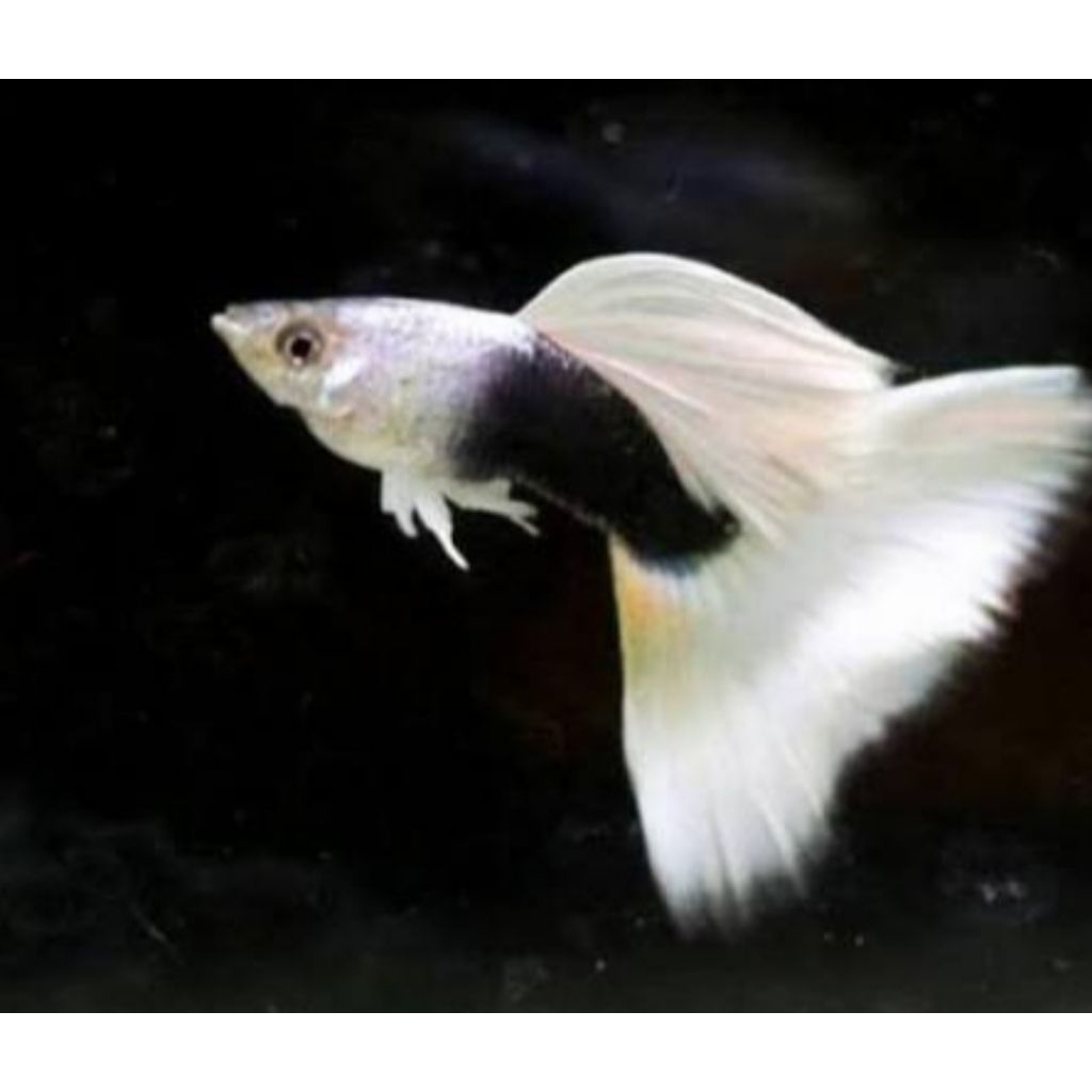 indukan guppy