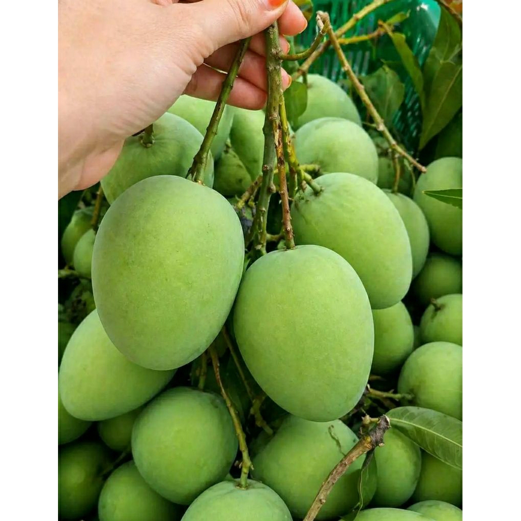 mangga muda mentah hijau kriuk termurah