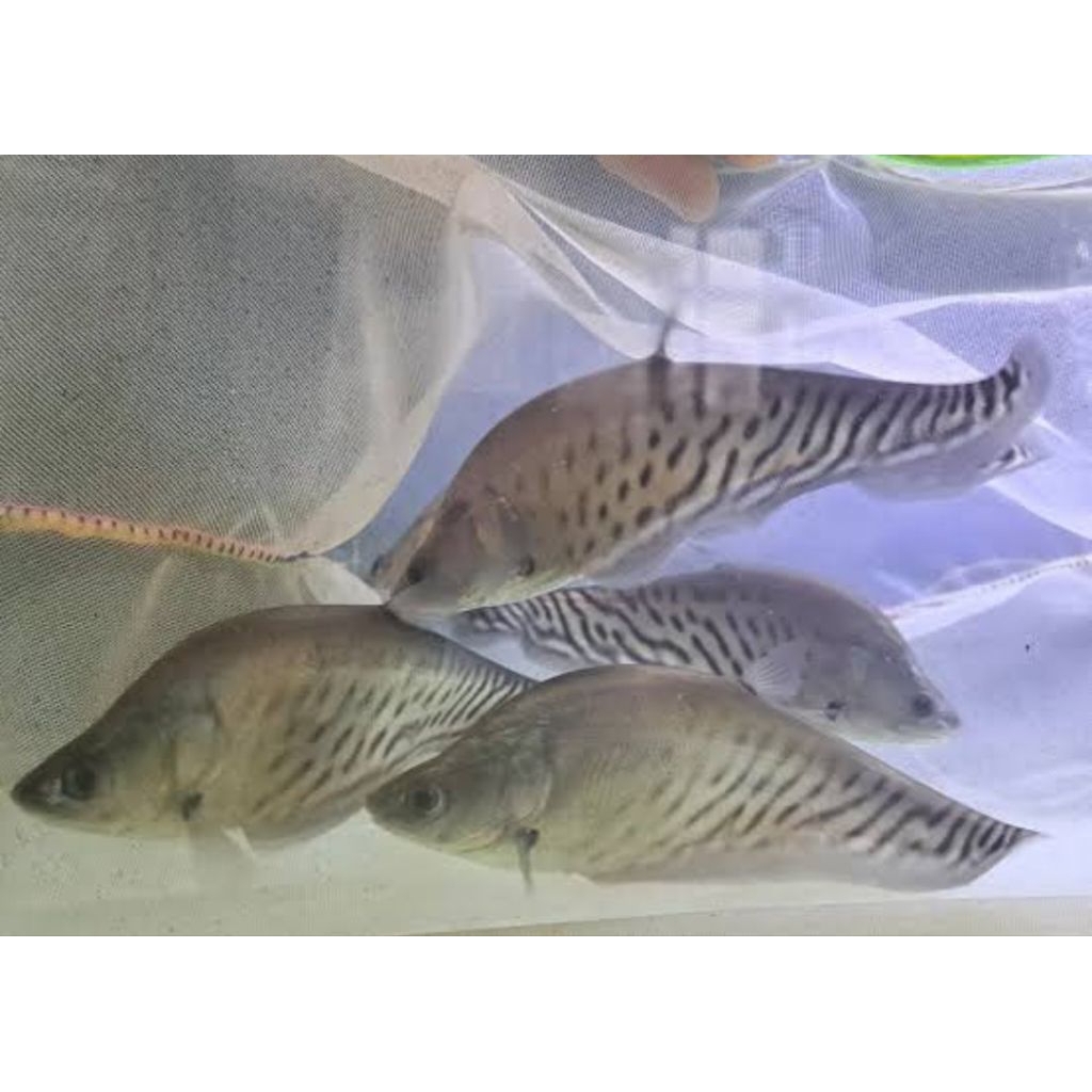 belida bangkok x royal ukuran 13-15cm