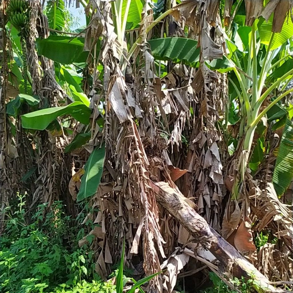 Daun pisang kering