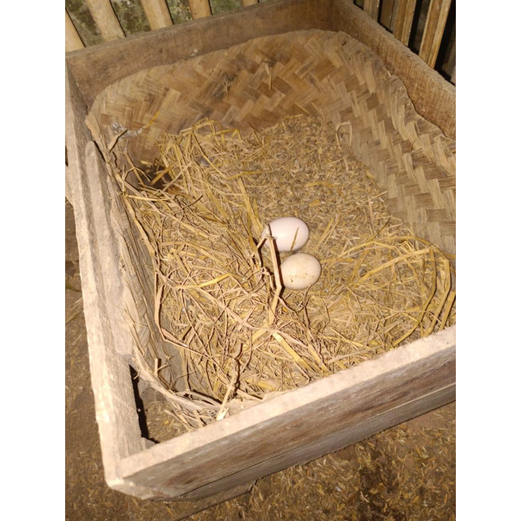 Telur Fertil Ayam Pelung Aseli Cianjur