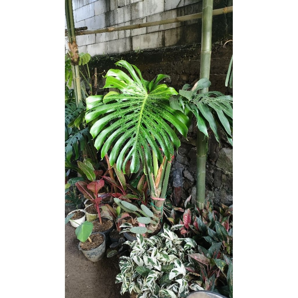 Tanaman Hias Monstera King Jumbo Ori Berbuah