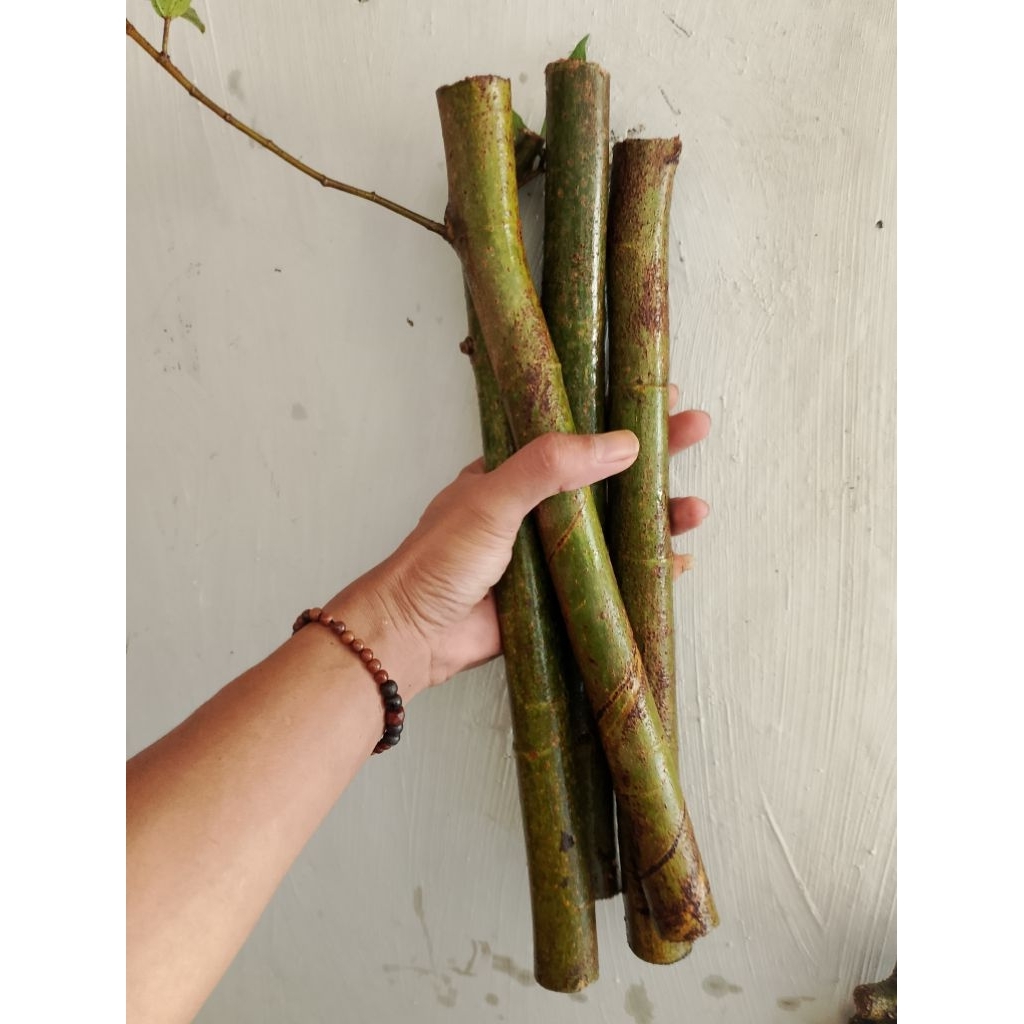 BahanBonsaiLoa