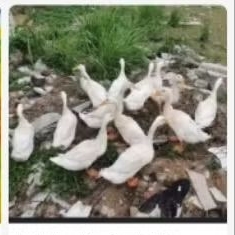 Bebek Putih Angsa Hidup 1 Ekor Segar dari Peternakan, Siap Ditetas