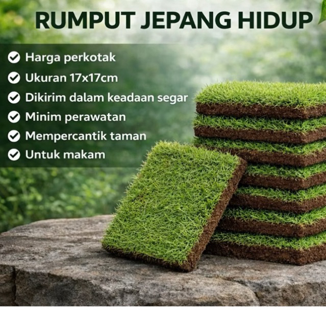 AGROTANAM RUMPUT JEPANG HIDUP |PERKOTAK|RUMPUT KUBURAN