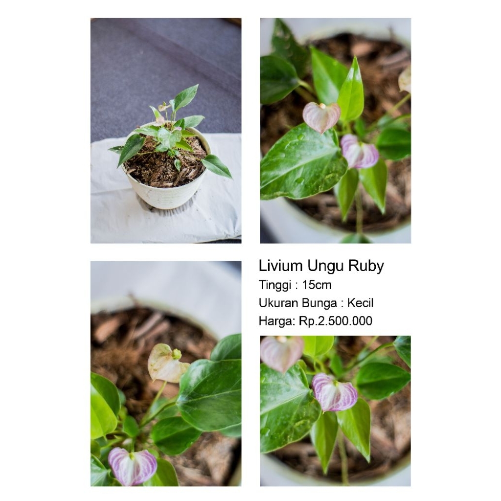 Anthurium bunga Ungu Ruby