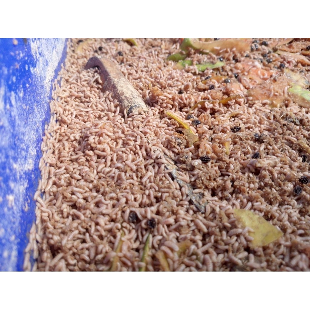 Maggot Fresh 100gr Untuk pakan / Budidaya