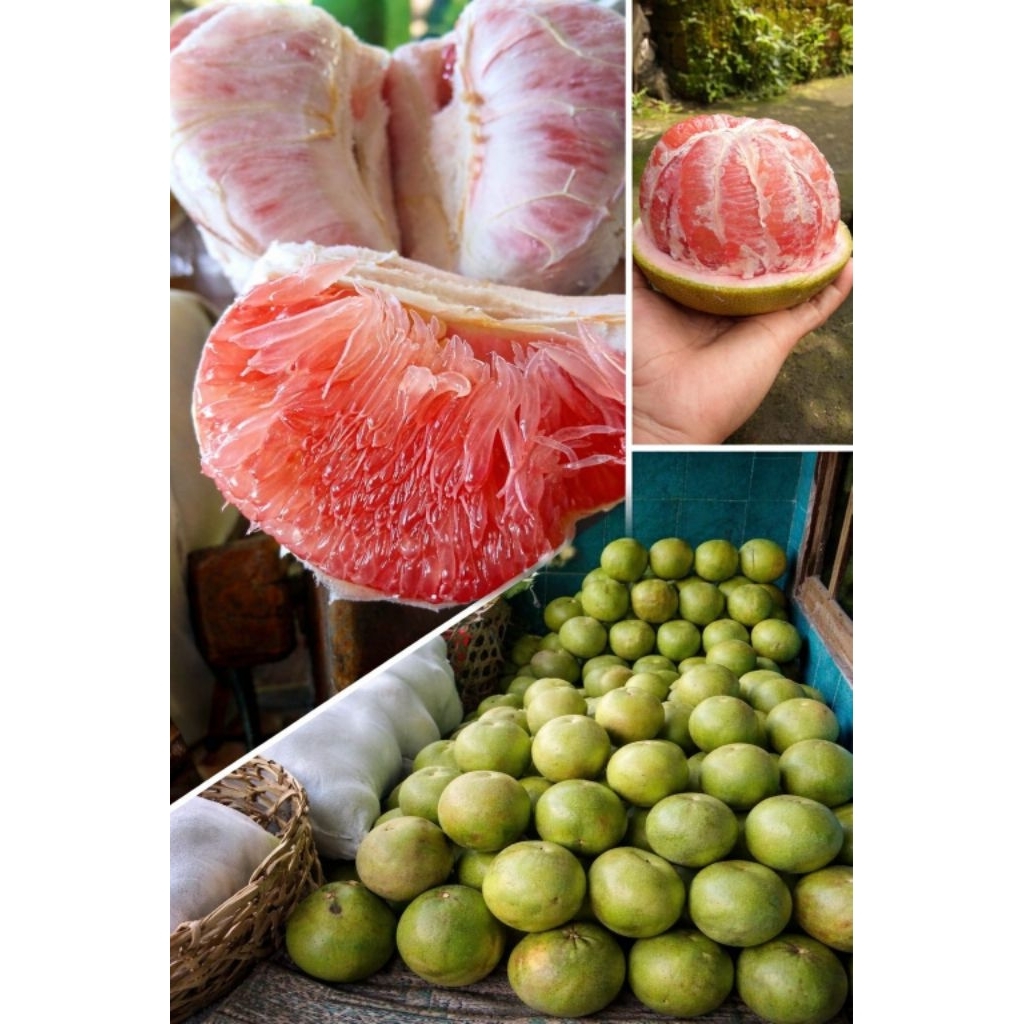 Pamelo Madu Muria Fresh 1Kg Jeruk Besar Manis Asli Muria