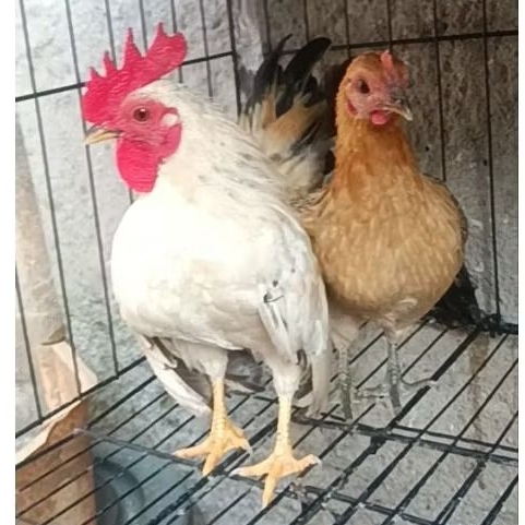 ayam kate sepasang dewasa
