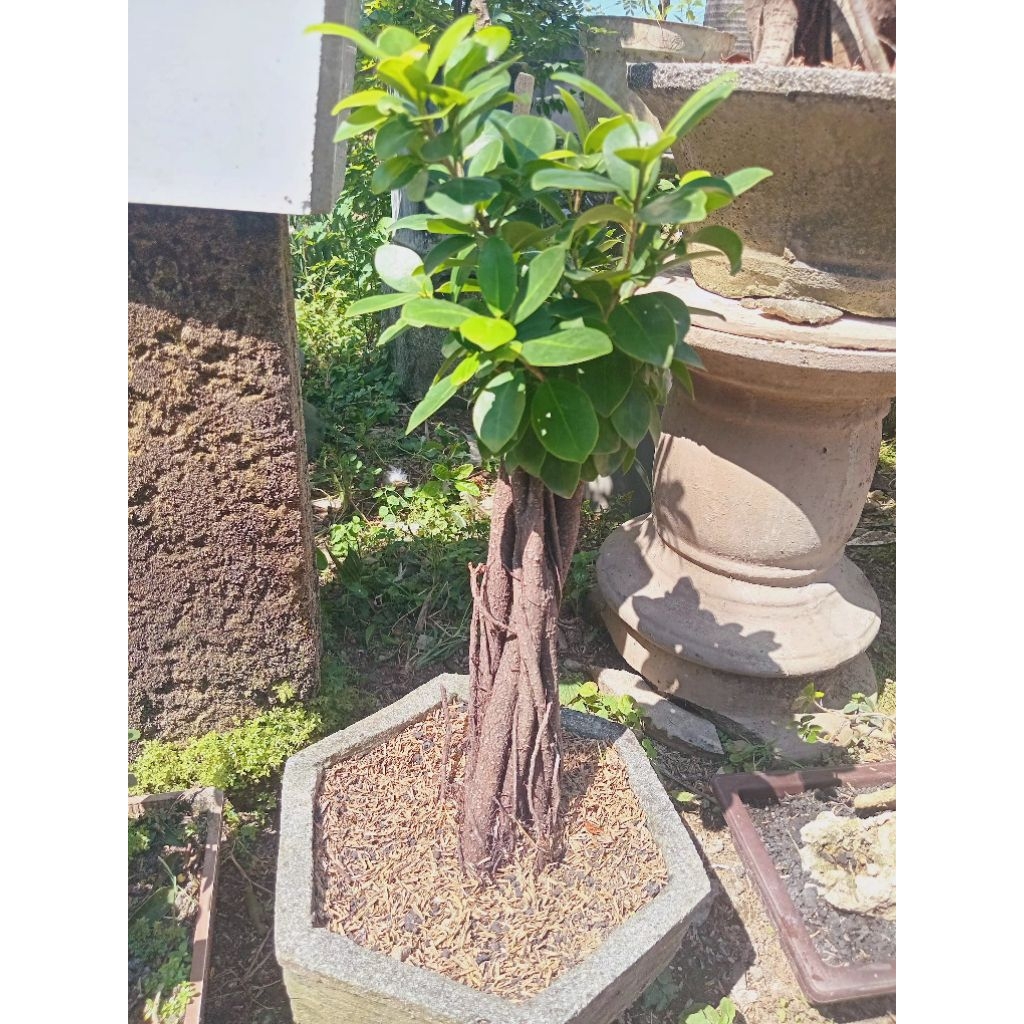bonsai ficus compacta, real pict