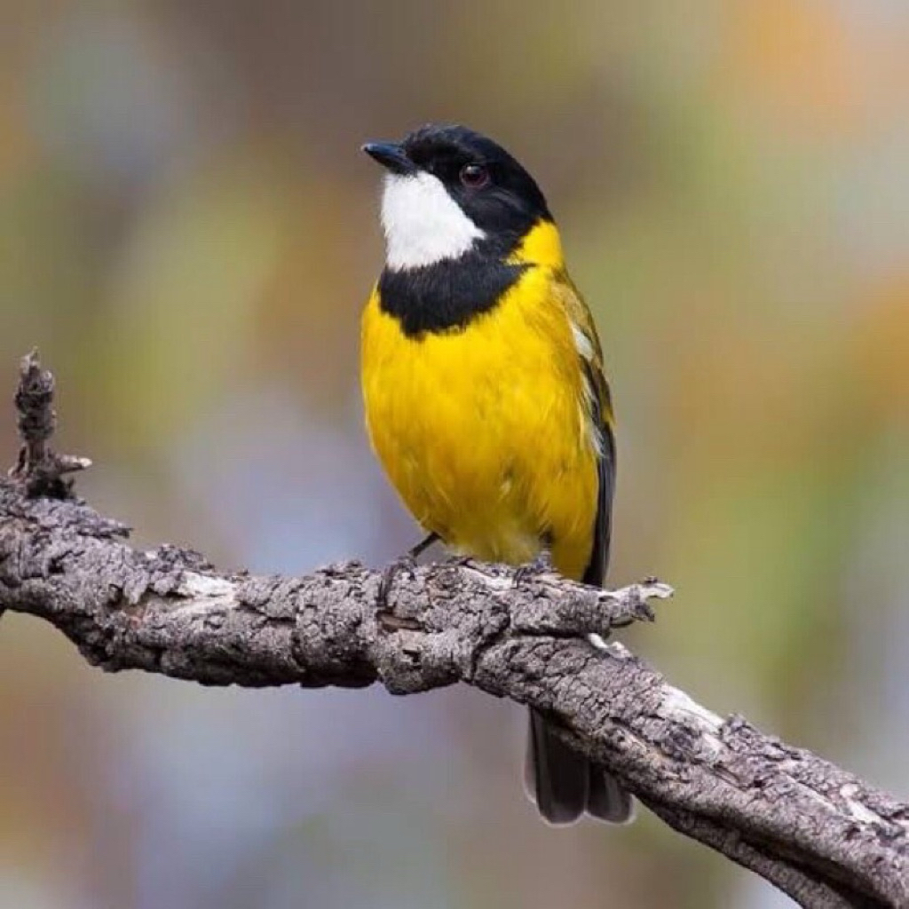 burung bimoli ombyokan/bahan