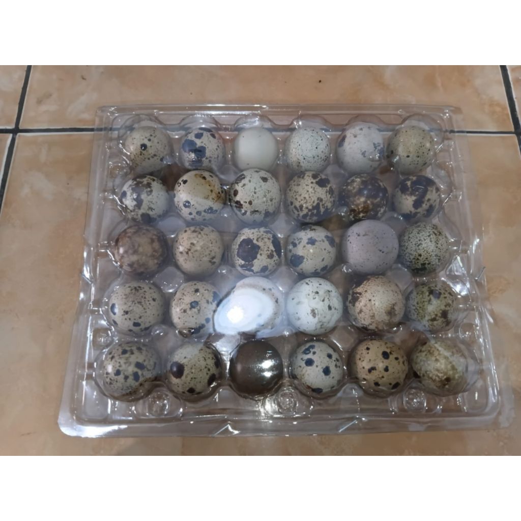 telur puyuh mentah mika