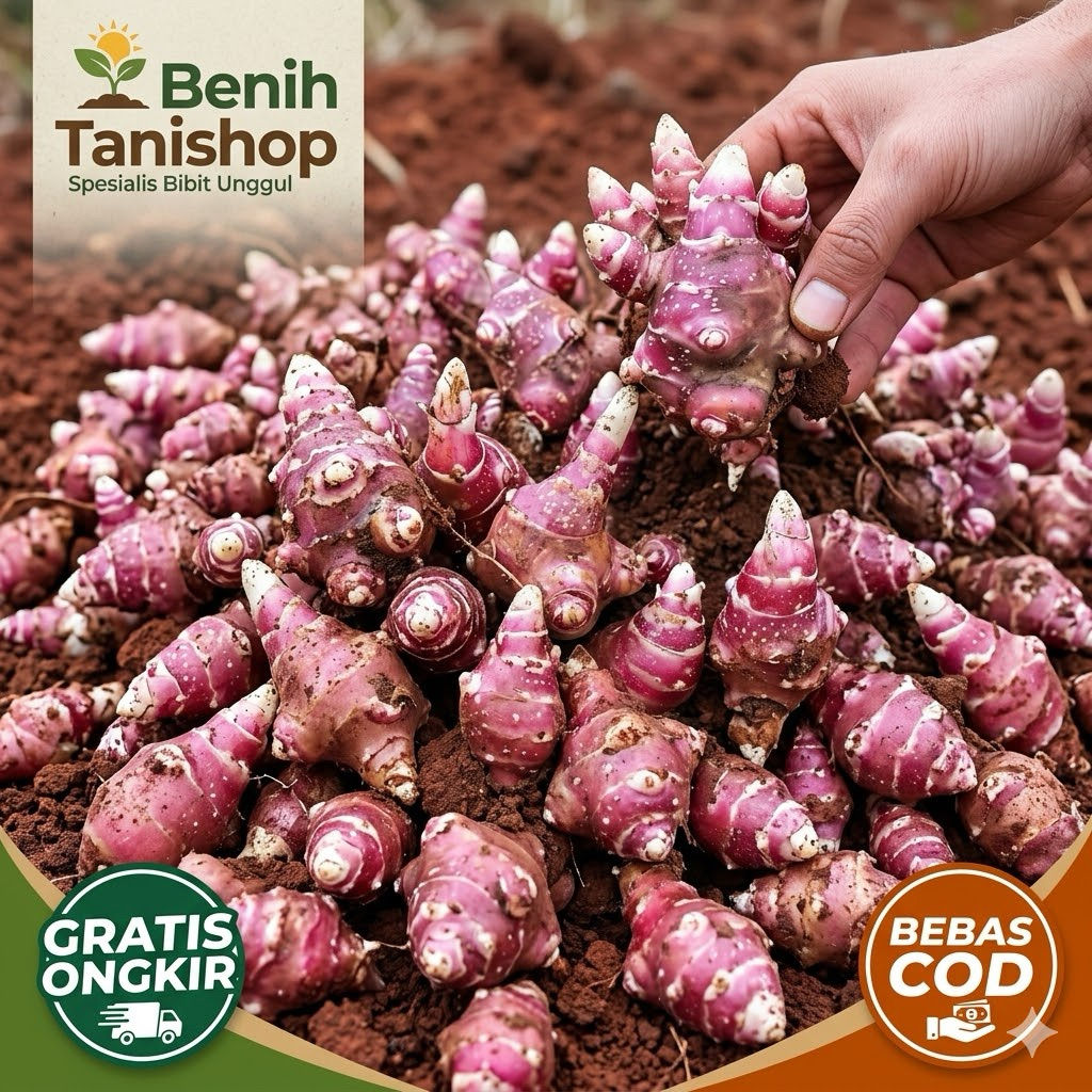 Bibit / Rimpang Ubi Yacon Berkualitas - Asli Wonosobo Bibit Ubi Yakon
