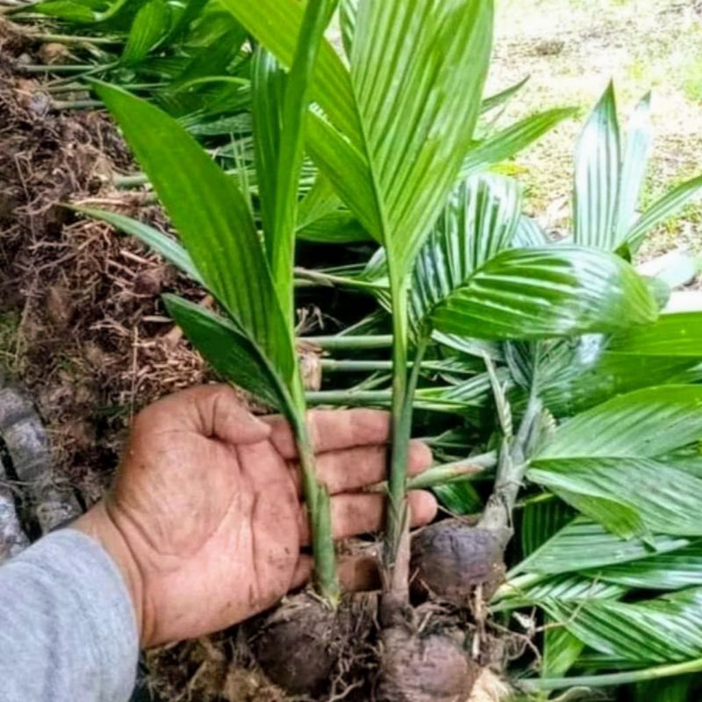 bibit tanaman pinang hibrida unggul siap tanam