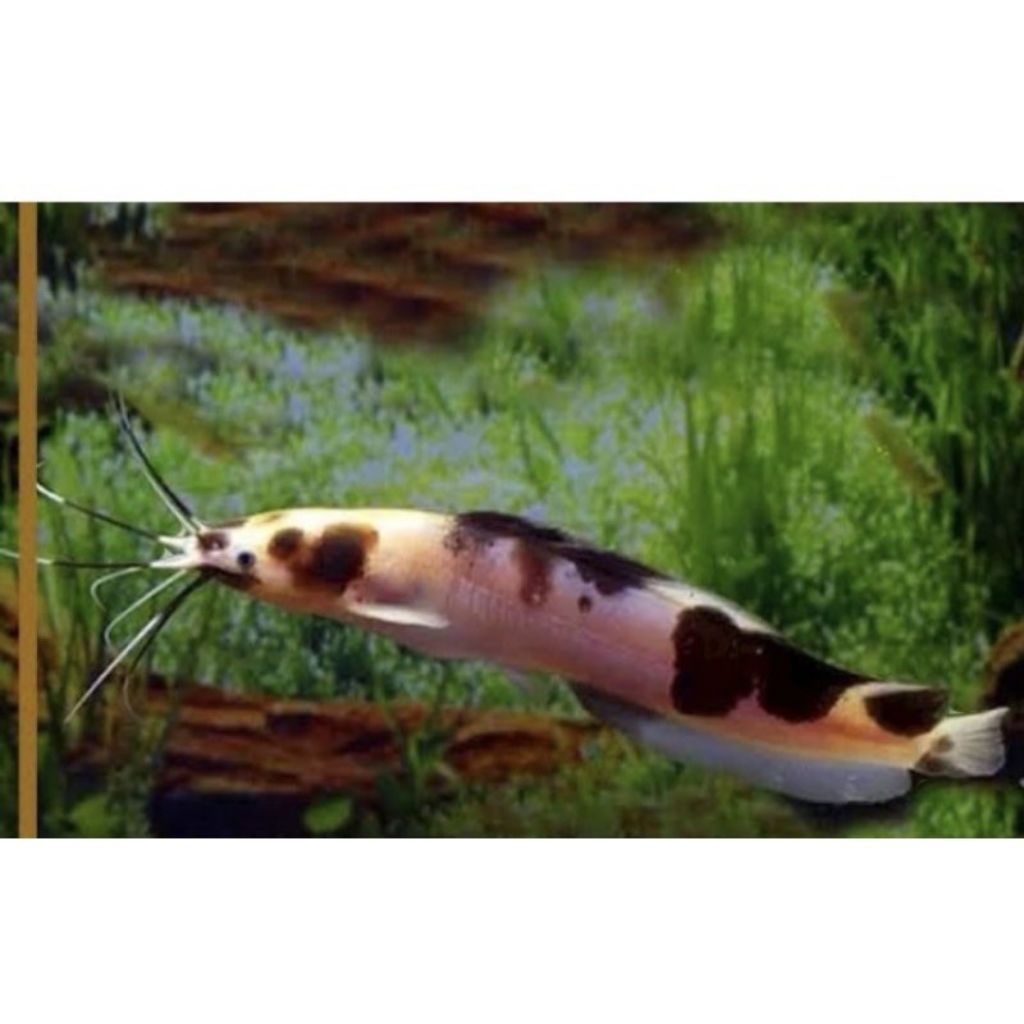 Kebutuhan aquarium lele albino belang sz 7-10 cm