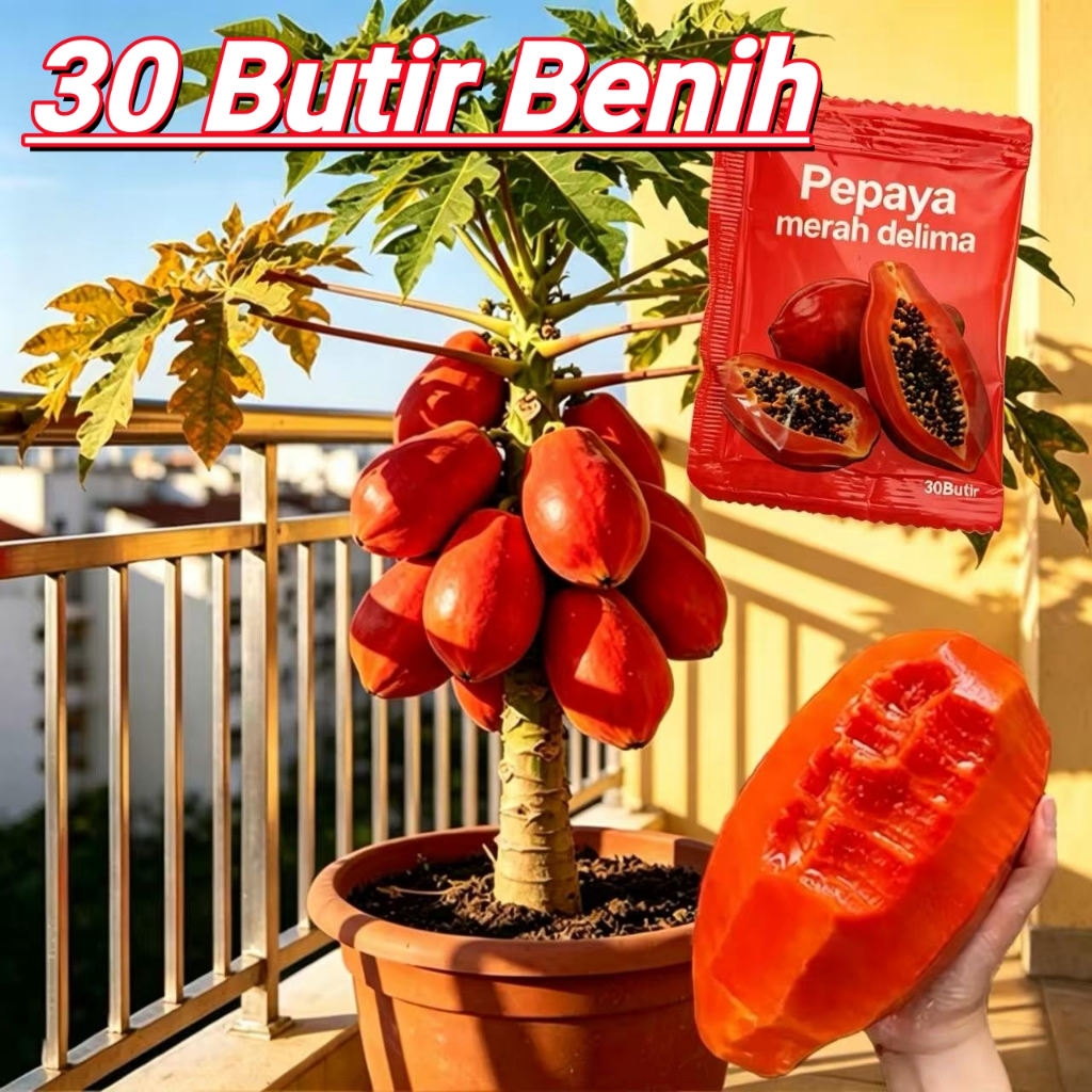 Thailand Impor benih merah pepaya Manis benih buah pepaya(30biji)