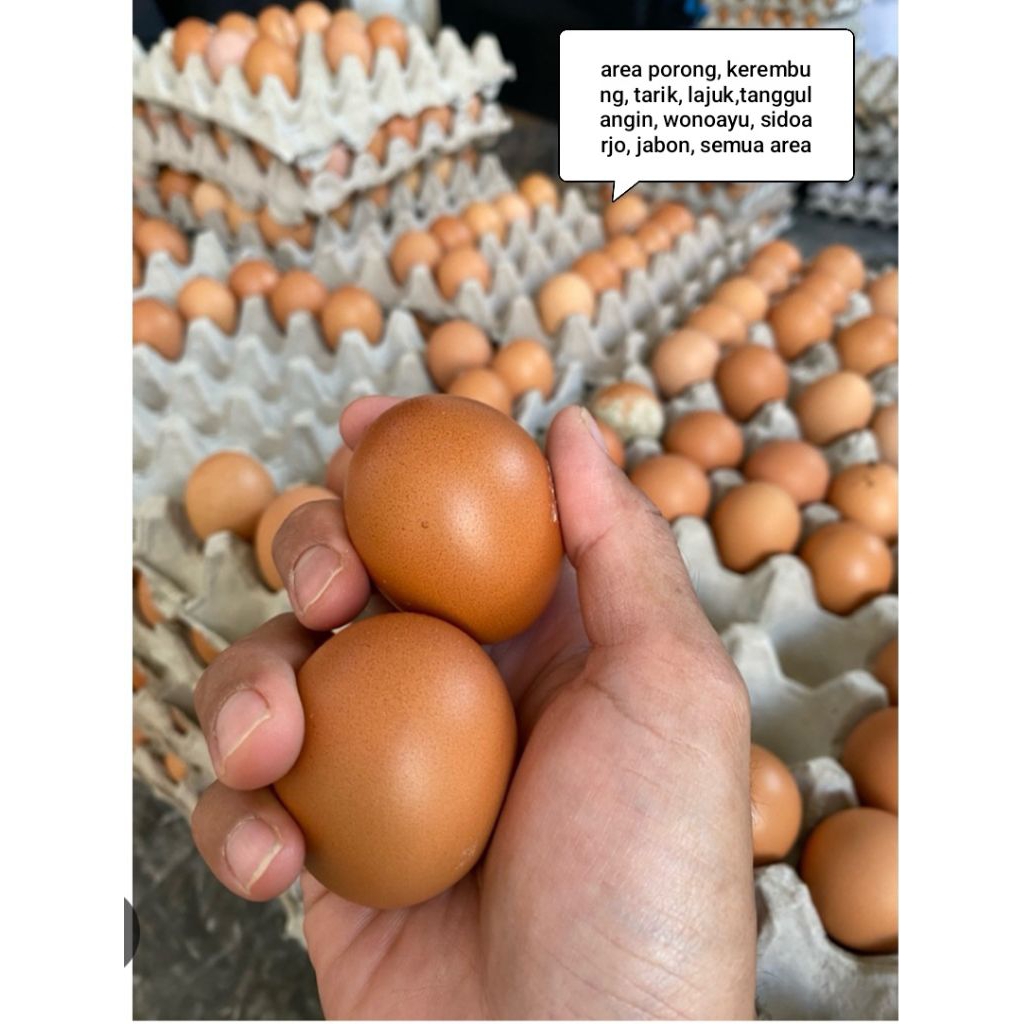 telur ayam/telur ayam horn/telur ayam negri/
