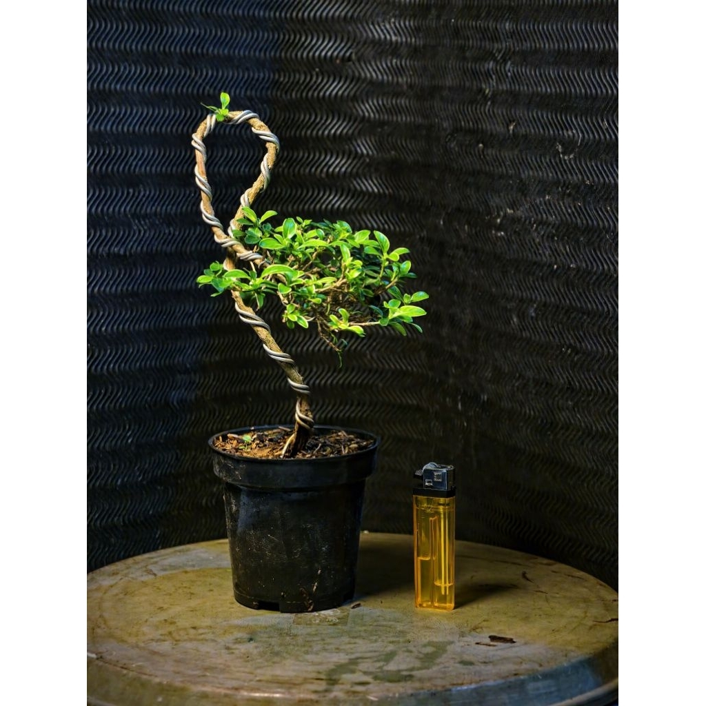 Bonsai Melati Jepang Bonsai Hingkip Serissa Foetida Bunjin Karakter REAPICT