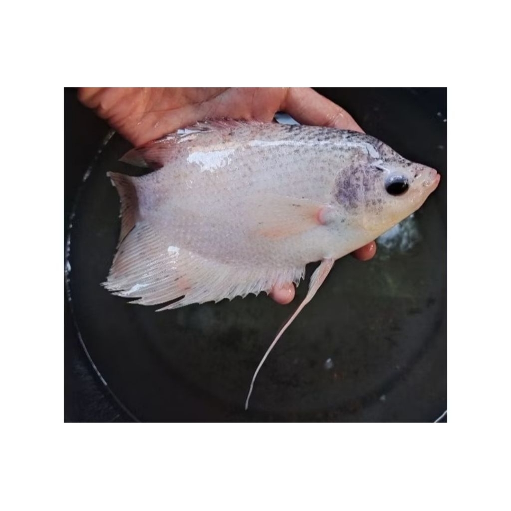 Ikan gurame padang/ kapas/ marble/ short body soang