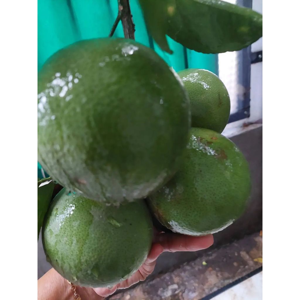 Bibit Jeruk Sunkist // Tanaman Buah Jeruk Sukis / Jeruk Baby Pacitan