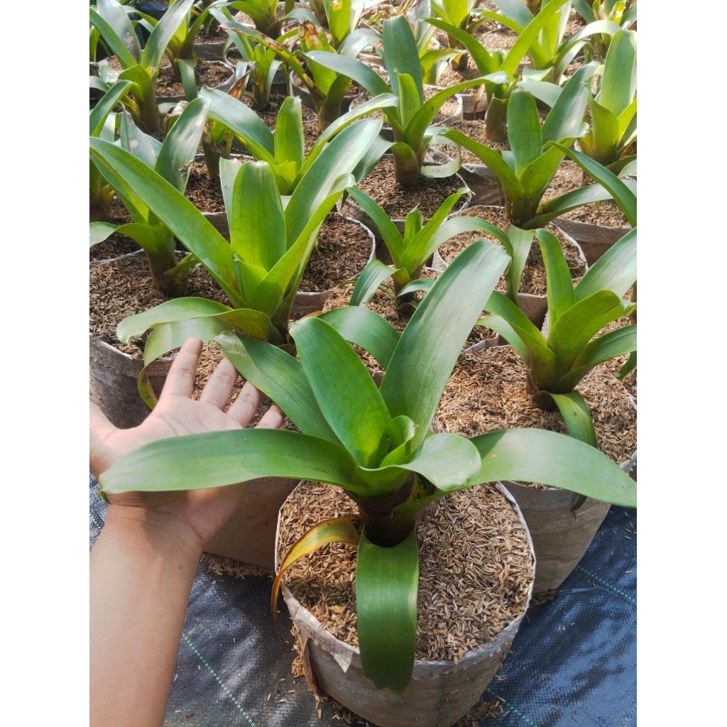 bromelia impralis giant - bromelia giant - bromelia jayen