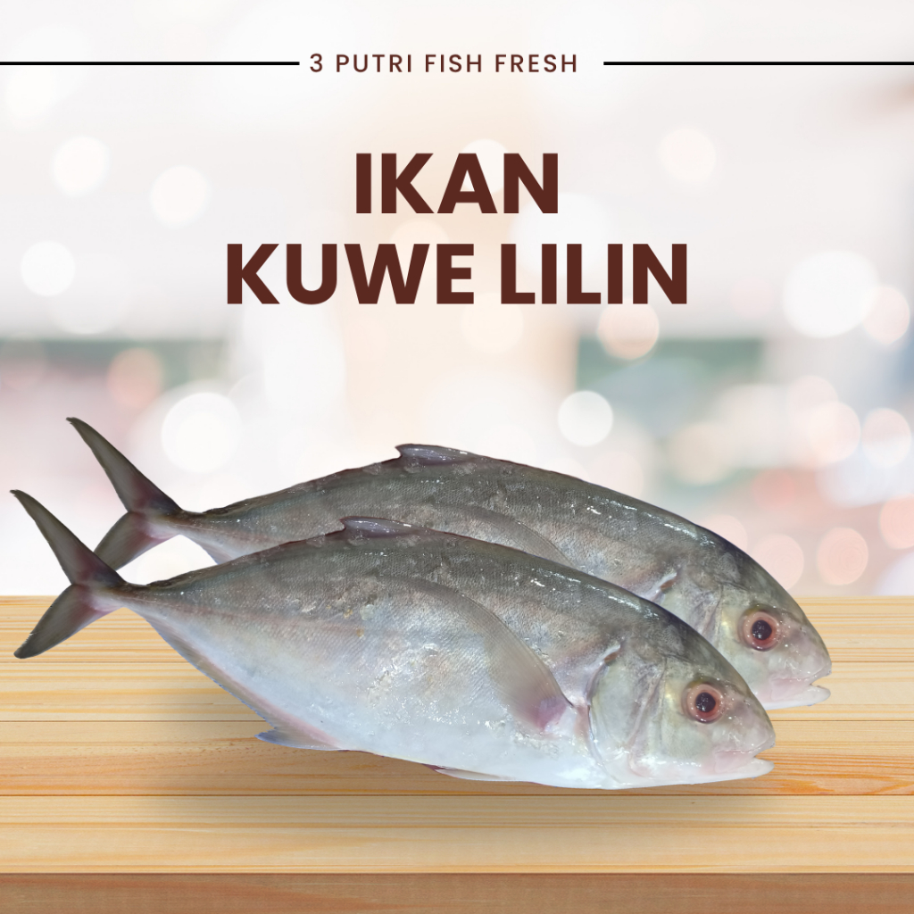 ikan kuwe lilin segar