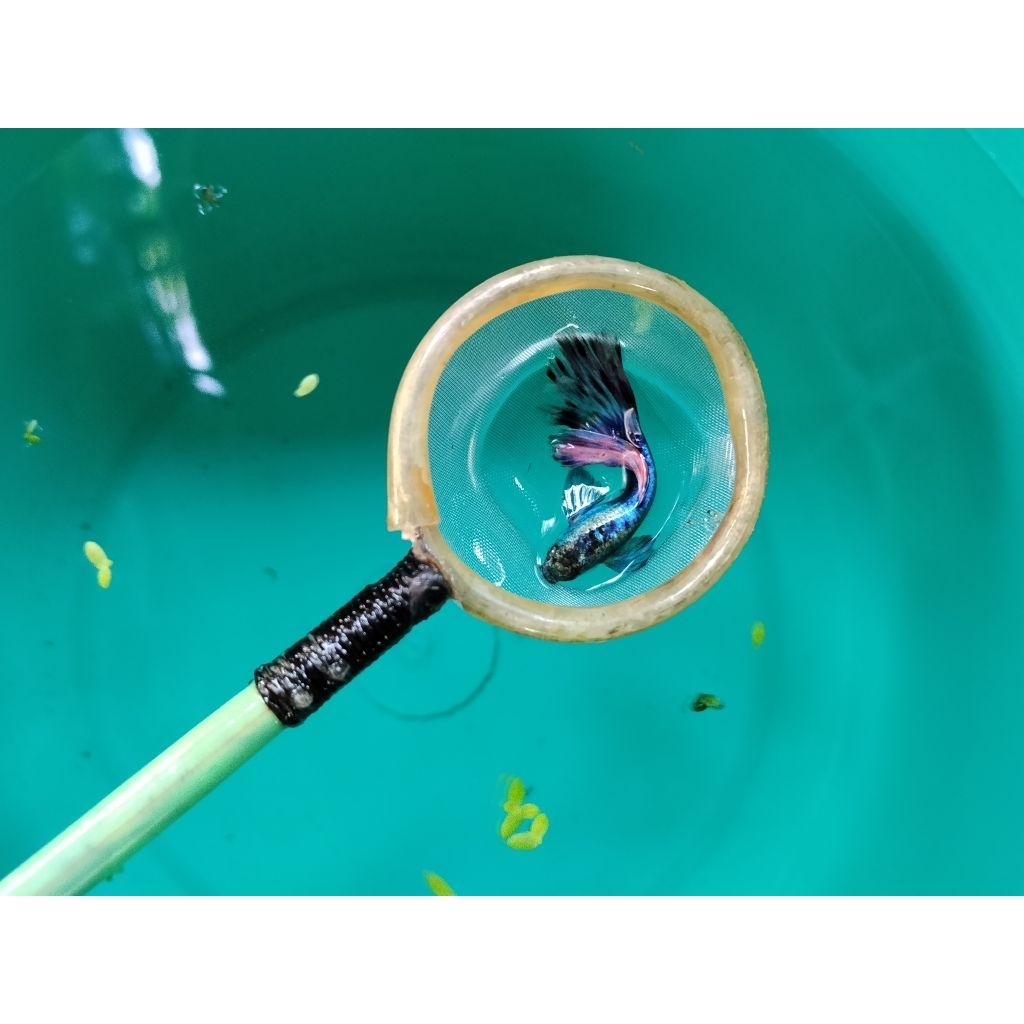 Hiasan rumah ikan guppy blue ivory
