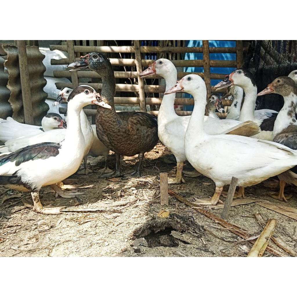 entok - entok potong - daging entok segar - bebek entok - entok nila - entok potong - entok manila