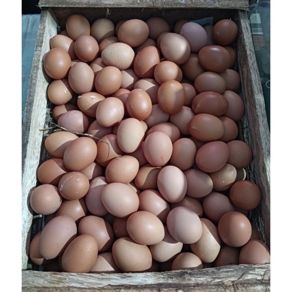 telur ayam negri (batu urip, pondok dalem, sumberbaru)