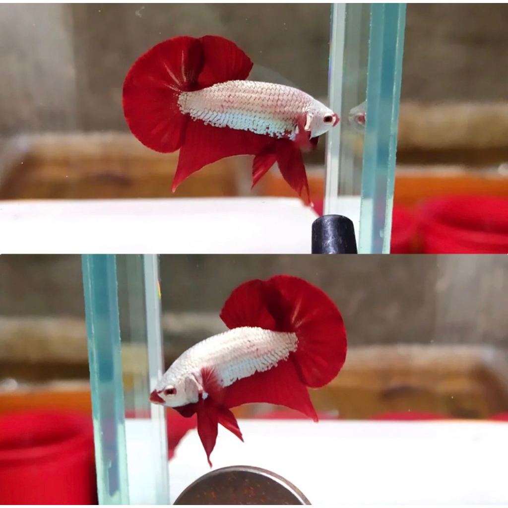 cupang Red dragon Snow Jantan