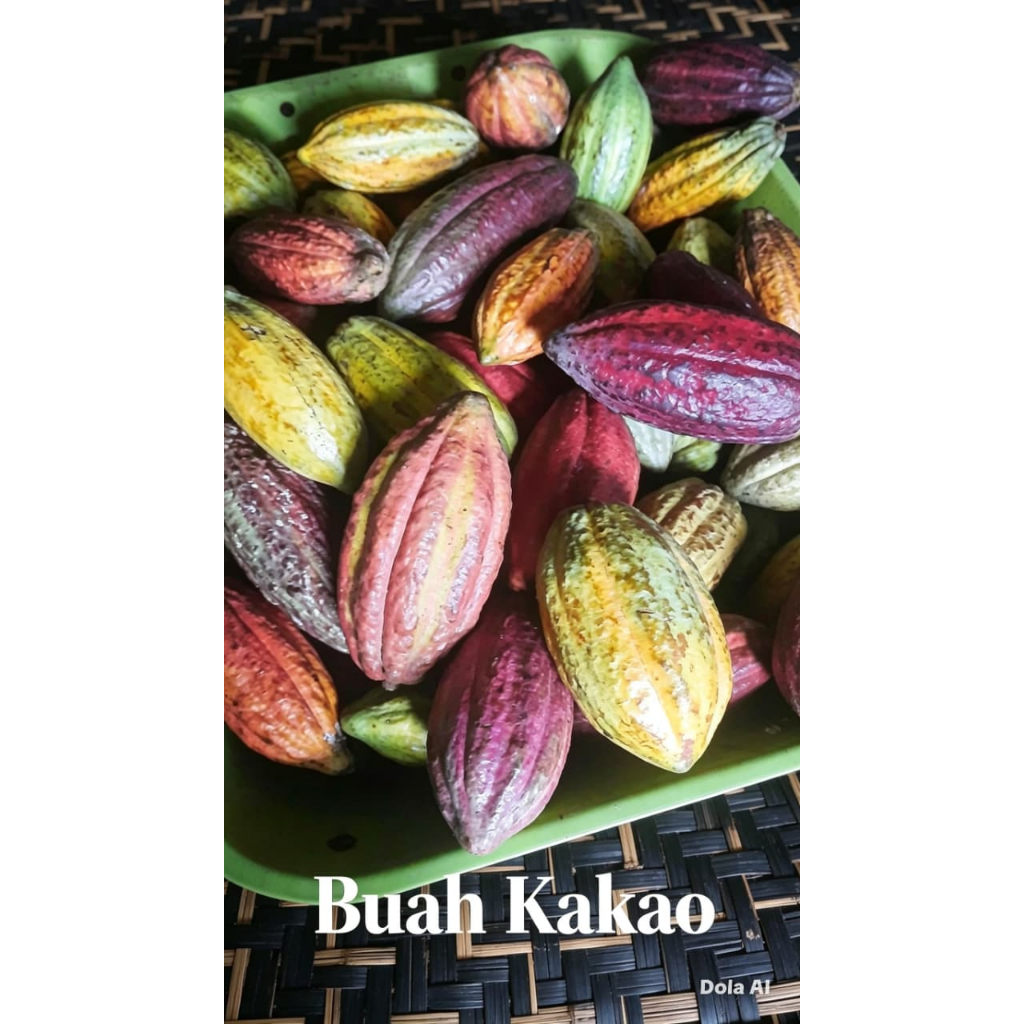 Buah Kakao
