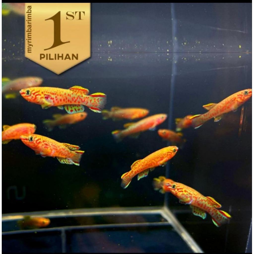 10 Ekor Killifish Gardneri Ikan Hias Aquascape Hiasan Aquarium Tanaman Air Tawar