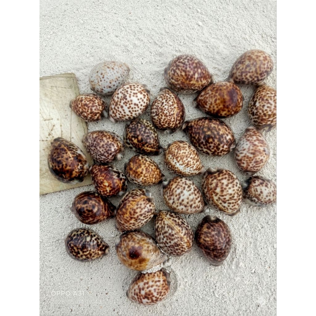 cangkang kerang laut cyprea tigris/kuwuk macan corak unik original