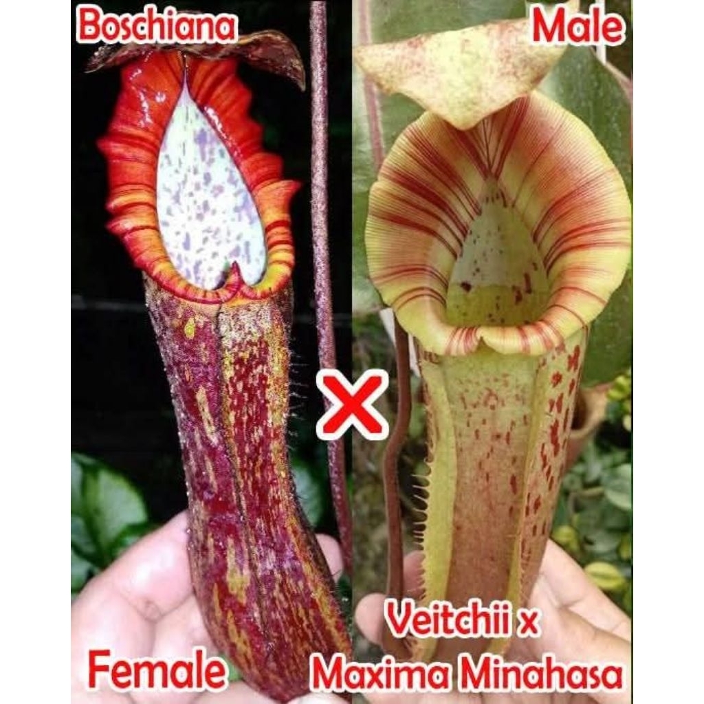 Biji Nepenthes Boschi x Veitchii x Maxima Minahasa