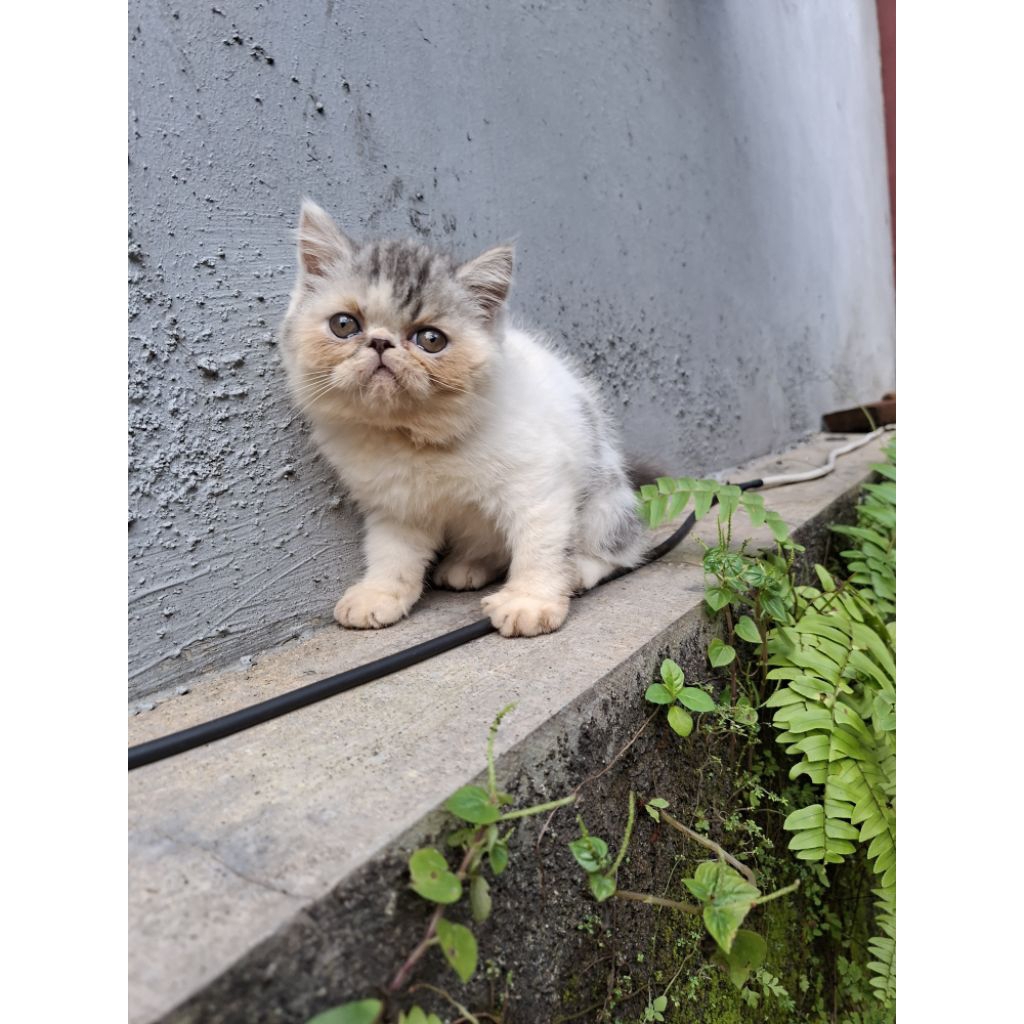 Kucing Persia Exotic Shorthair Peaknose