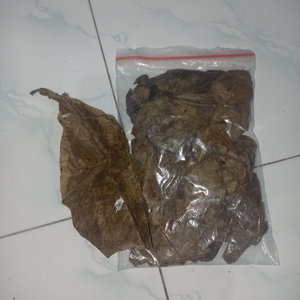 Ketapang laut/Daun Ketapang Laut Kering untuk ikan