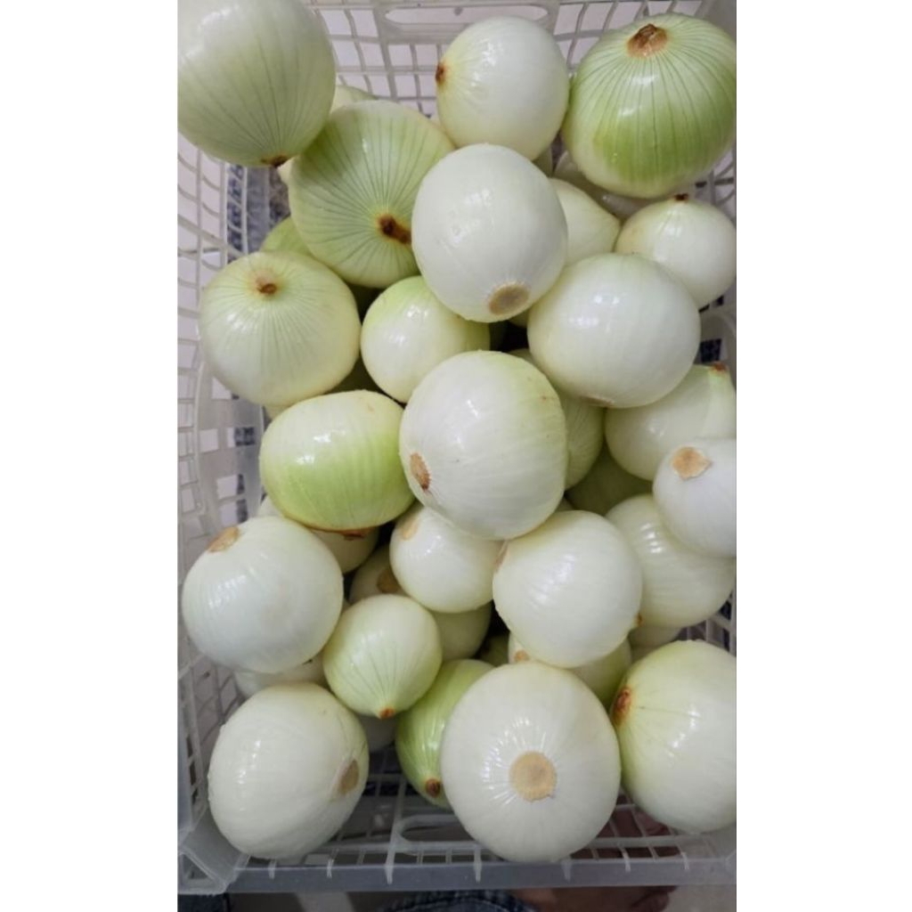 BAWANG BOMBAY KUPAS 500g
