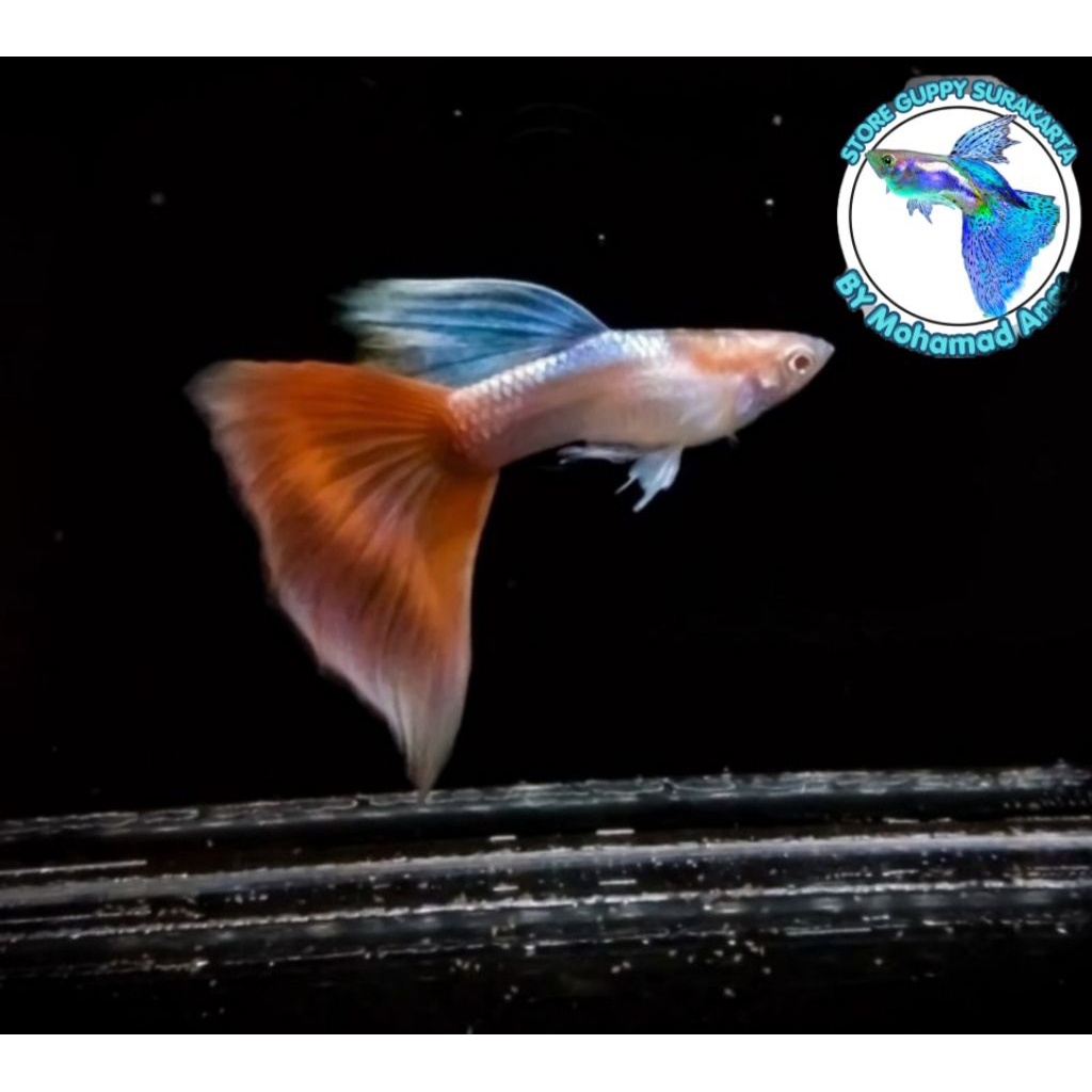 Guppy Sky Red Super Quality