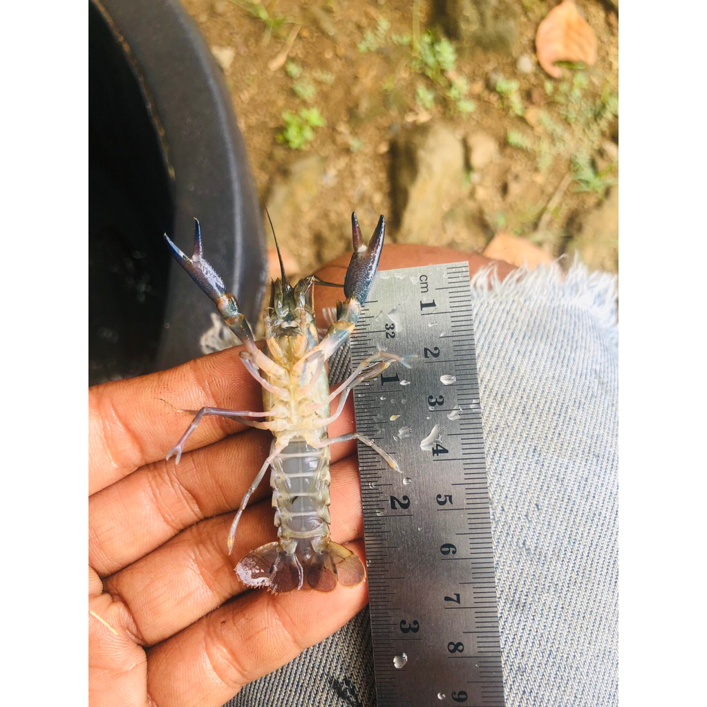 bibit lobster air tawar