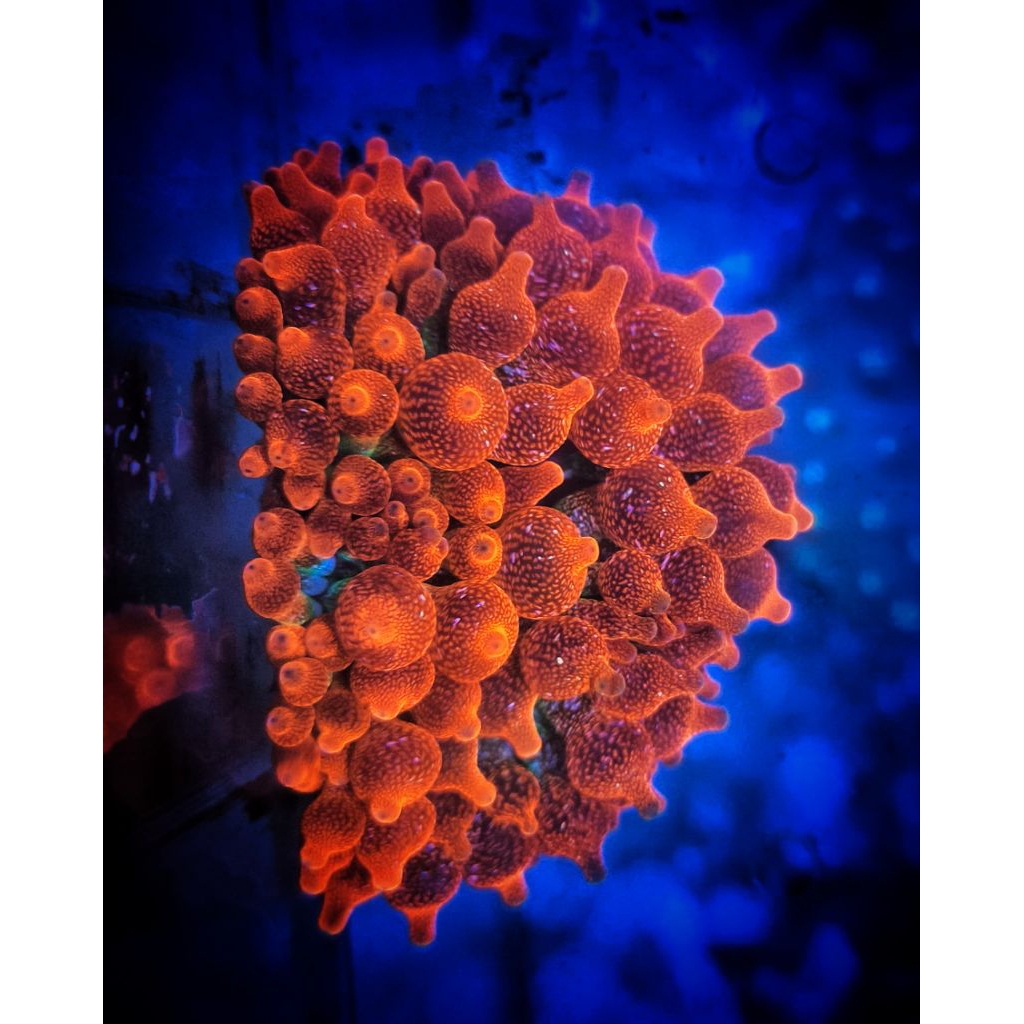 Anemon Jagung Merah / Red Bubble Tip Tricolor Snowflake Anemone