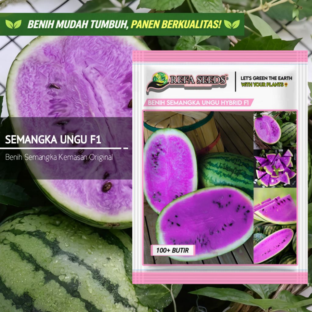 1 Pak 100 Biji Benih Buah Semangka Ungu Hybrid F1 Original 100% |  Benih Semangka F1