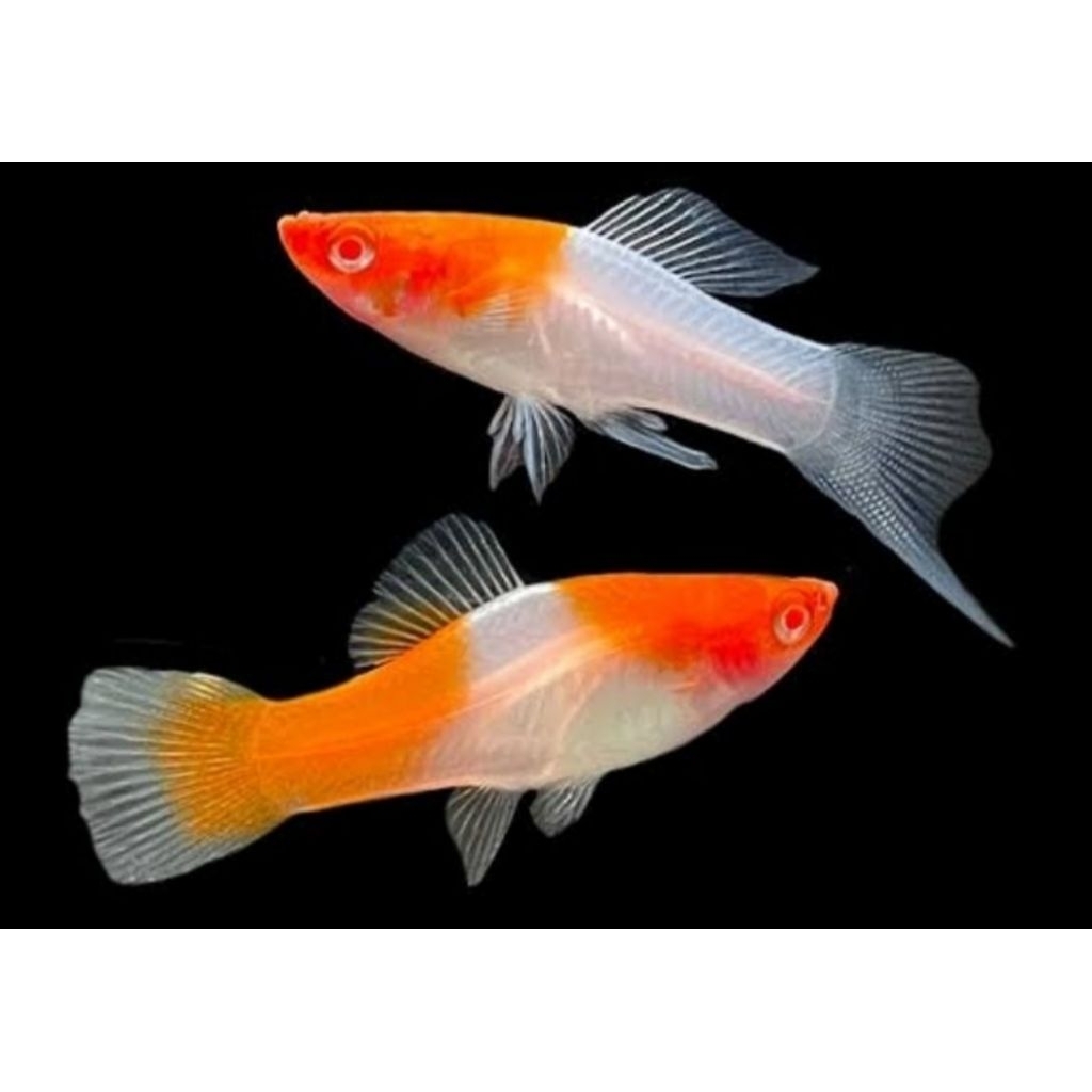 ikan pedang sepasang