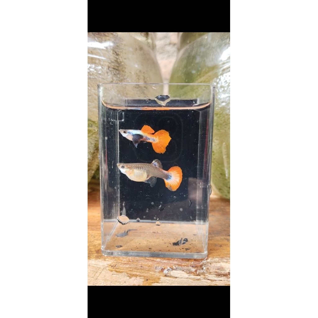PRTDE GEN KOI