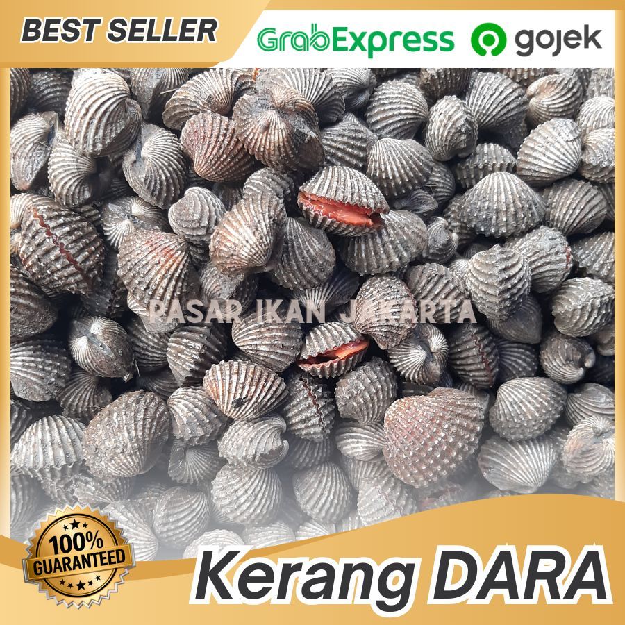 Kerang Dara 1 kg / Kerang Dara Segar / Kerang Dara Hidup Segar