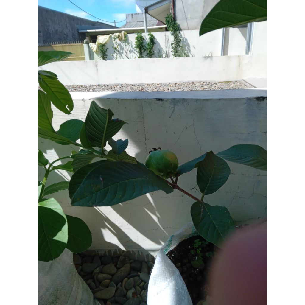 bibit jambu kristal sudah berbuah