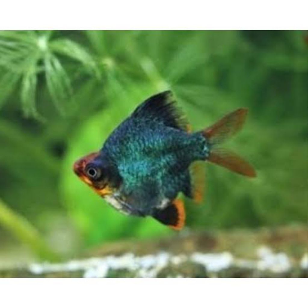 Sumatra Green Balon/Sumatra Belang (SB) (Max 10Ekor)(Khusus Gojek)