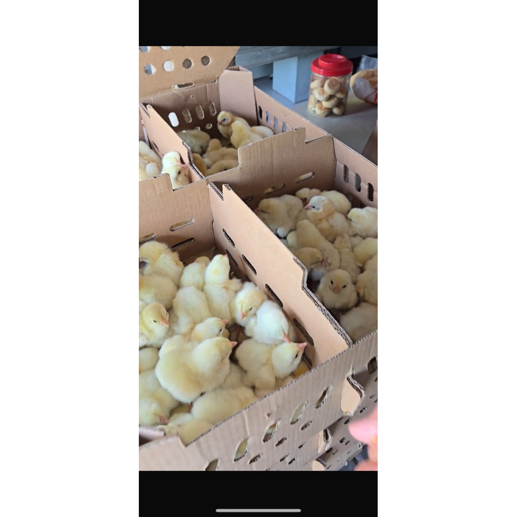 1 box doc ayam broiler