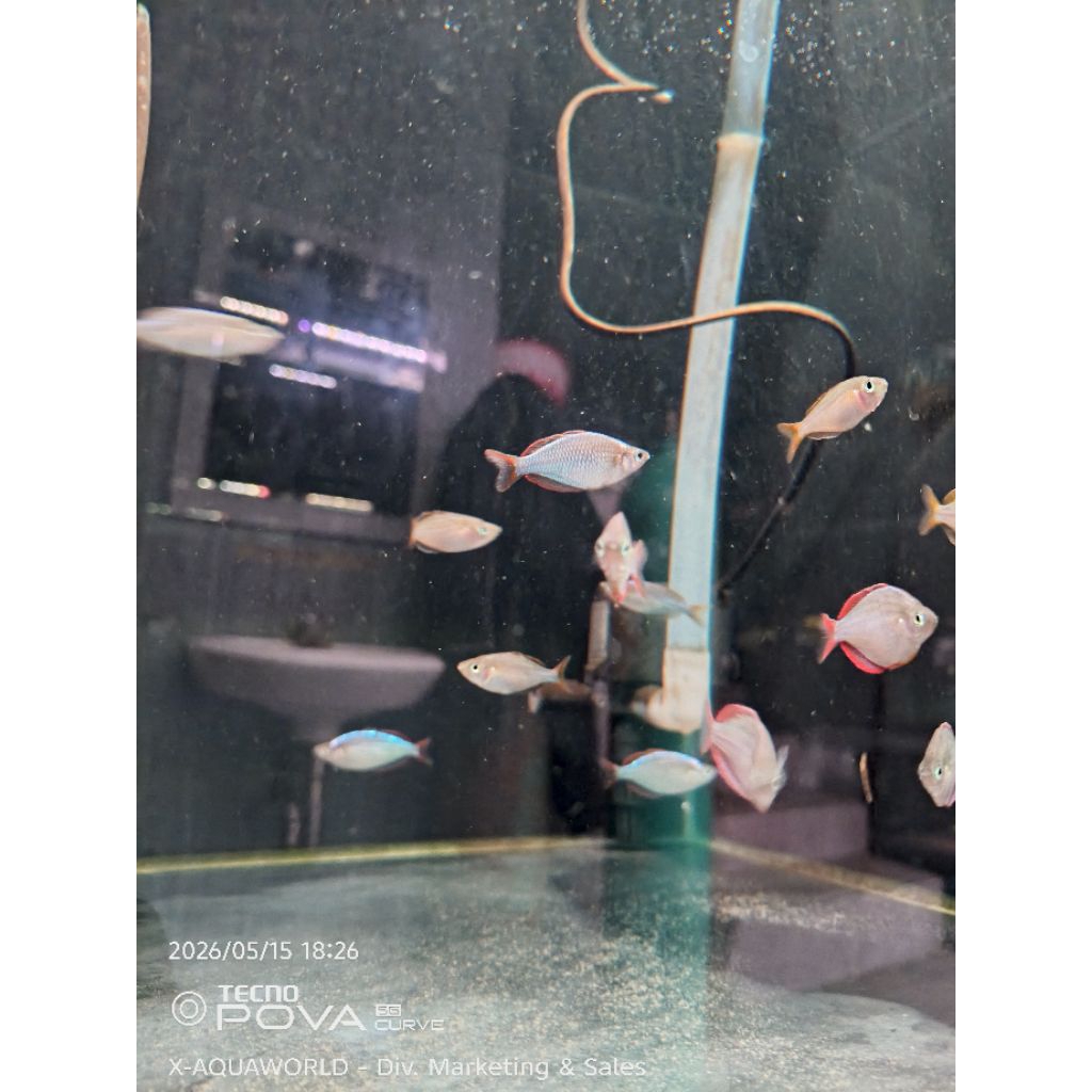XAW-ikan Rainbow peacock