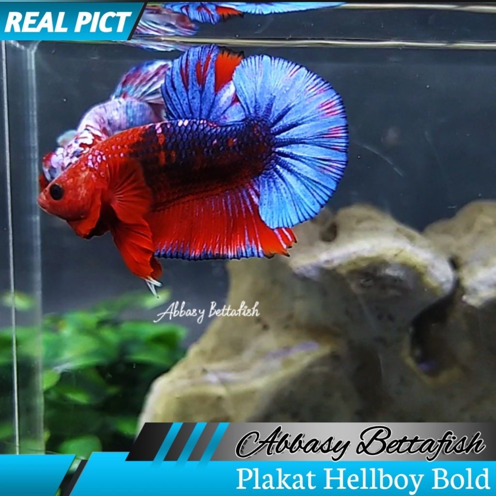 Plakat Hellboy Bold Jantan Male Blue Tail ( Real Pictures)